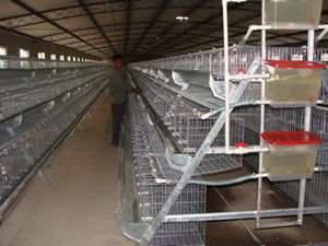 黎平鴿子籠 誠(chéng)信絲網(wǎng)，保障質(zhì)量，優(yōu)選紡織原料